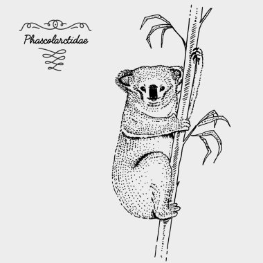 Koala oyulmuş ayı, çizilmiş vektör çizim gravür scratchboard tarzı, tür çizim vintage el.