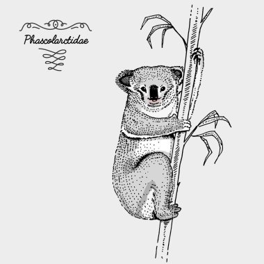 Koala oyulmuş ayı, çizilmiş vektör çizim gravür scratchboard tarzı, tür çizim vintage el.