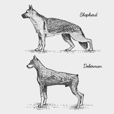 köpek doğurmak kazınmış, elle çizilmiş vektör çizim gravür scratchboard tarzı, vintage türler.