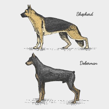 köpek doğurmak kazınmış, elle çizilmiş vektör çizim gravür scratchboard tarzı, vintage türler.