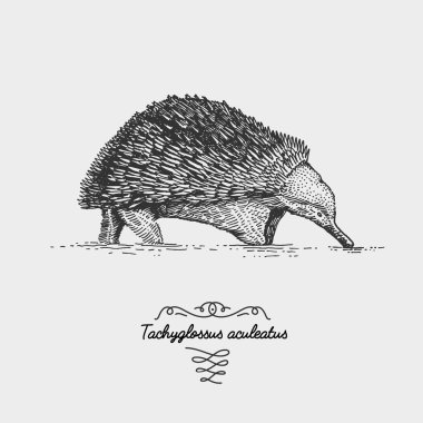Dikenli karıncayiyen Tachyglossus aculeatus kazınmış, elle çizilmiş vektör çizim gravür scratchboard tarzı, vintage tür çizim.