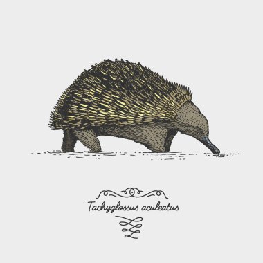 Dikenli karıncayiyen Tachyglossus aculeatus kazınmış, elle çizilmiş vektör çizim gravür scratchboard tarzı, vintage tür çizim.