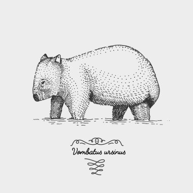 Wombat kazınmış, elle çizilmiş vektör çizim gravür scratchboard tarzı, vintage tür çizim.