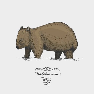 Wombat kazınmış, elle çizilmiş vektör çizim gravür scratchboard tarzı, vintage tür çizim.