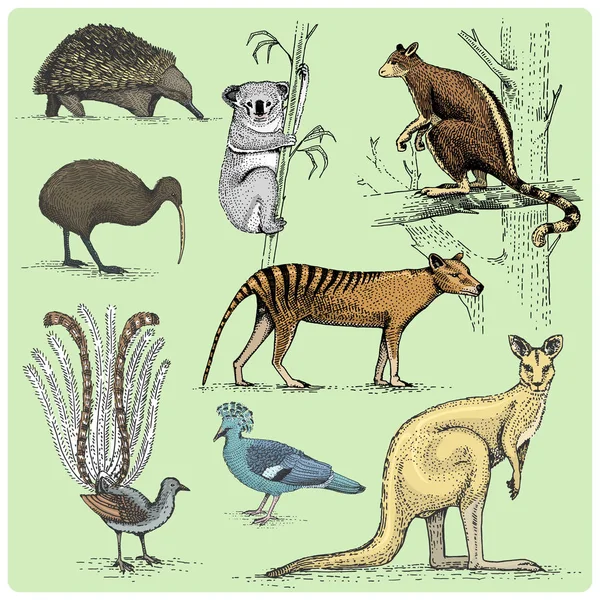 Conjunto de animais australianos gravados, ilustração vetorial desenhada à mão em madeira estilo scratchboard, espécies de desenho vintage . —  Vetores de Stock