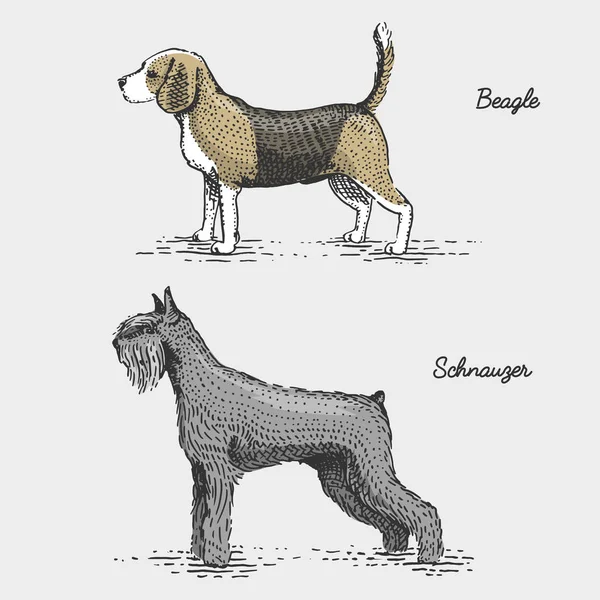 Raça cão gravado, desenhado à mão vetor ilustração em madeira estilo scratchboard, espécies vintage . — Vetor de Stock