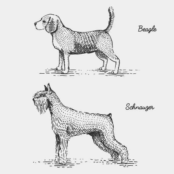 Hondenras gegraveerd, hand getekende vectorillustratie in houtsnede scratchboard stijl, vintage soorten. — Stockvector