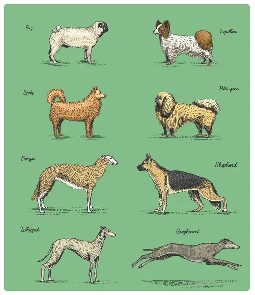 Races de chiens gravées, illustration vectorielle dessinée à la main dans le style de planche à gratter gravé sur bois, espèces de dessin vintage . — Image vectorielle