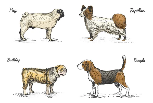 Razas de perros grabados, ilustración vectorial dibujado a mano en madera estilo scratchboard, especies de dibujo vintage . — Vector de stock