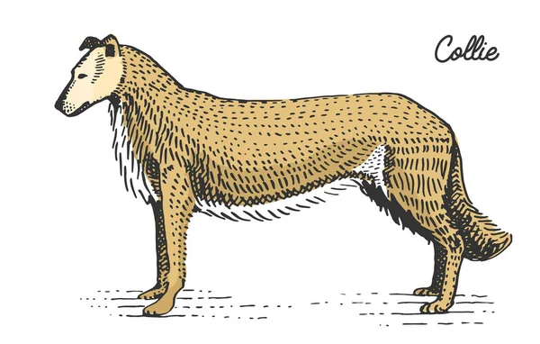 köpek doğurmak kazınmış, elle çizilmiş vektör çizim gravür scratchboard tarzı, vintage türler.