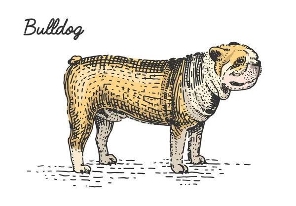 Raza de perro grabado, ilustración vectorial dibujado a mano en madera estilo scratchboard, especies vintage . — Vector de stock