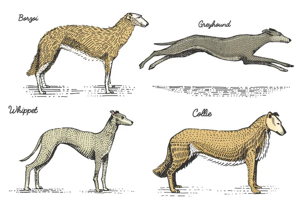 Races de chiens gravées, illustration vectorielle dessinée à la main dans le style de planche à gratter gravé sur bois, espèces de dessin vintage . — Image vectorielle