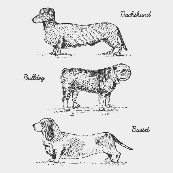 Гравировка породы собак, ручная рисованная векторная иллюстрация в стиле мозаики, винтажные виды . — стоковый вектор