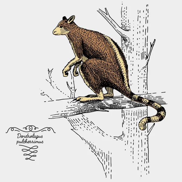 Grabado, ilustración vectorial dibujada a mano en estilo rascador de madera, especies de dibujo vintage . — Archivo Imágenes Vectoriales
