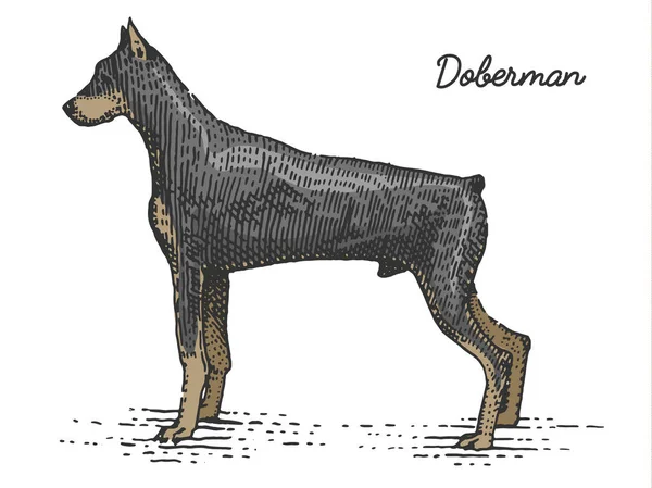 Hondenras gegraveerd, hand getekende vectorillustratie in houtsnede scratchboard stijl, vintage soorten. — Stockvector