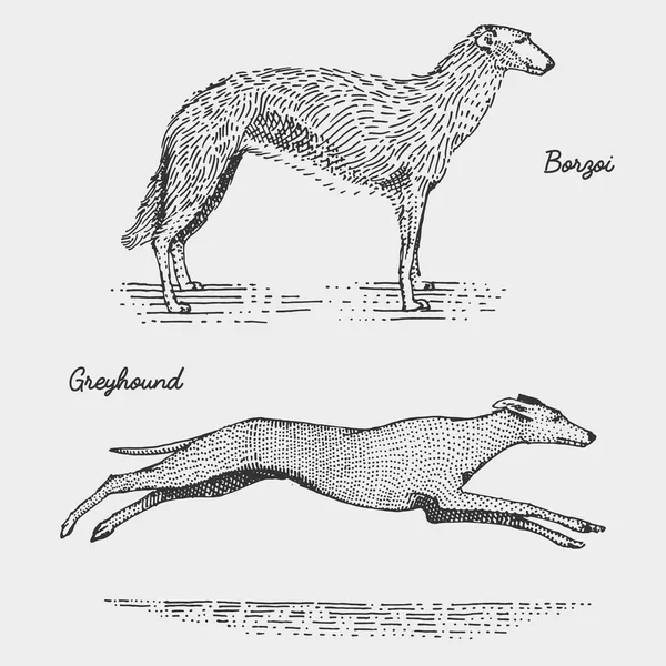 Race de chien gravé, illustration vectorielle dessinée à la main dans le style de planche à gratter gravé sur bois, espèces vintage . — Image vectorielle