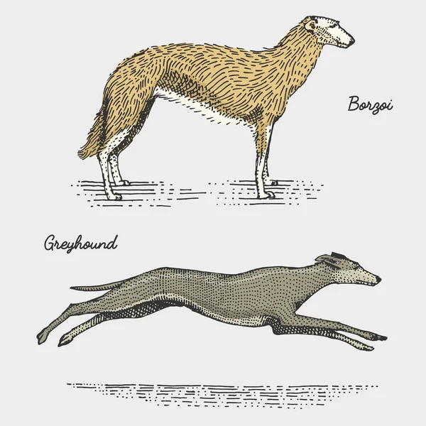 狗的品种刻，木刻底板风格，复古的物种手绘矢量图. — 图库矢量图片