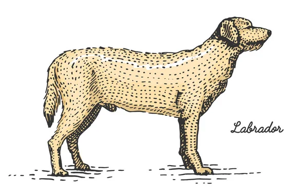 狗的品种刻，木刻底板风格，复古的物种手绘矢量图. — 图库矢量图片