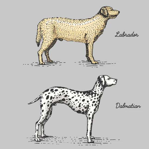 Гравировка породы собак, ручная рисованная векторная иллюстрация в стиле мозаики, винтажные виды . — стоковый вектор