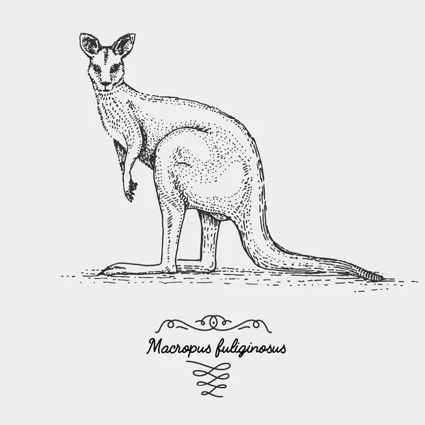 O canguru cinza ocidental gravado, ilustração vetorial desenhada à mão em estilo de arranhão de xilogravura, espécies de desenho vintage . —  Vetores de Stock
