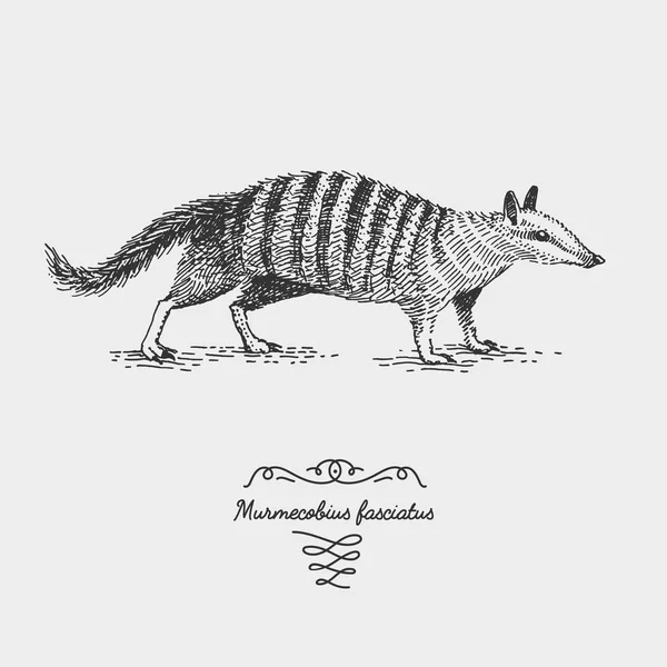 oyulmuş, elle çizilmiş vektör çizim gravür scratchboard tarzı, vintage tür çizim.