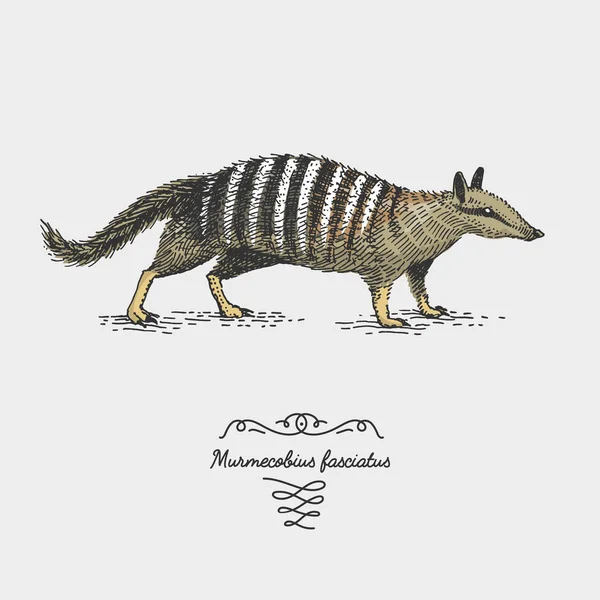 oyulmuş, elle çizilmiş vektör çizim gravür scratchboard tarzı, vintage tür çizim.