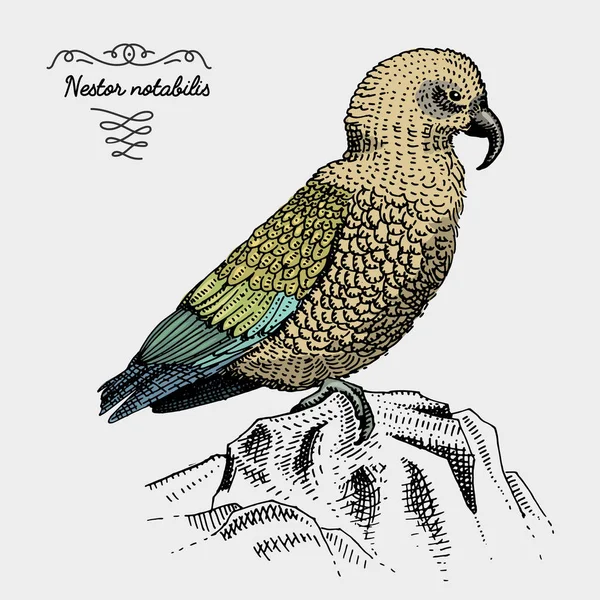 Pájaro kea grabado, ilustración vectorial dibujada a mano en estilo rascador de madera, especies de dibujo vintage . — Archivo Imágenes Vectoriales