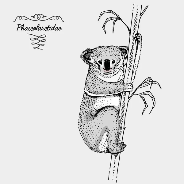 Koala oyulmuş ayı, çizilmiş vektör çizim gravür scratchboard tarzı, tür çizim vintage el.