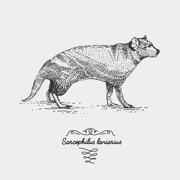 Tazmanya kazınmış, elle çizilmiş vektör çizim gravür scratchboard tarzı, vintage tür çizim.