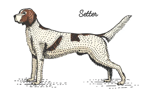 Hund graverat rasen, handritad vektorillustration i träsnitt scratchboard stil, vintage arter. — Stock vektor