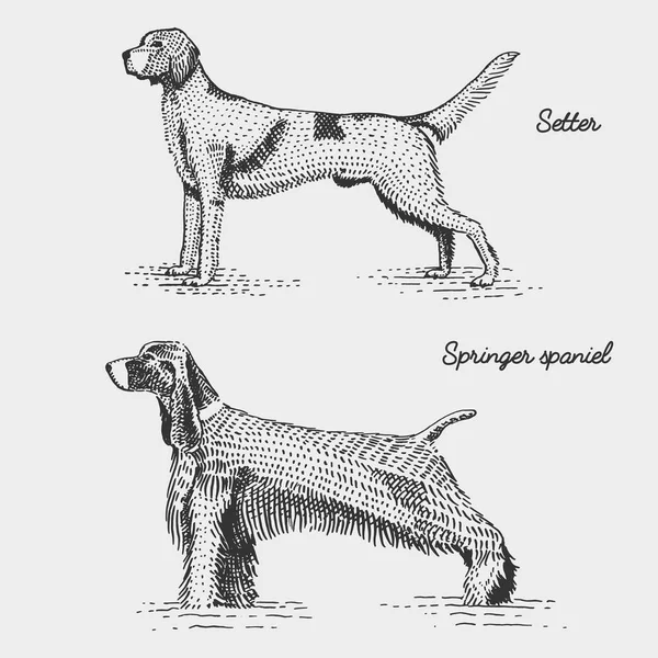 Ράτσα σκύλου χαραγμένο, χέρι συρμένο διανυσματικά εικονογράφηση σε ξυλόγλυπτο scratchboard στυλ, vintage είδη. — Διανυσματικό Αρχείο