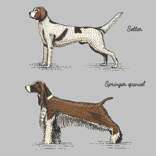 犬の品種の刻まれた木版画ったらスタイル、ビンテージ種で手描きベクトル図. — ストックベクタ