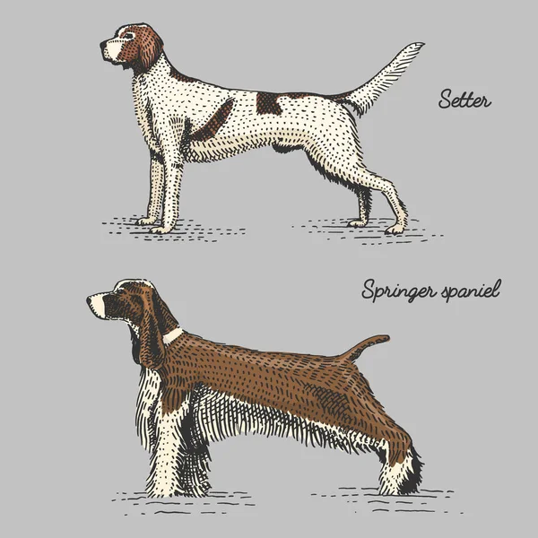 Гравировка породы собак, ручная рисованная векторная иллюстрация в стиле мозаики, винтажные виды . — стоковый вектор