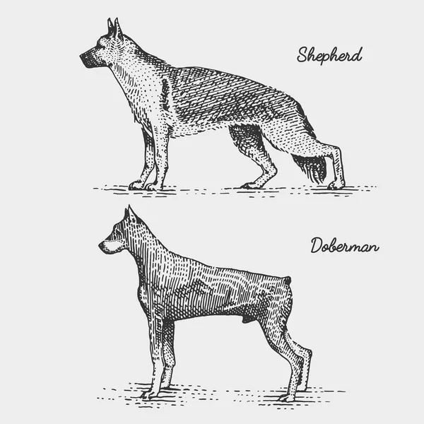 कुत्ता नस्ल उत्कीर्ण, लकड़ी काटना स्क्रैचबोर्ड शैली, विंटेज प्रजातियों में हाथ से तैयार वेक्टर इलस्ट्रेशन . — स्टॉक वेक्टर