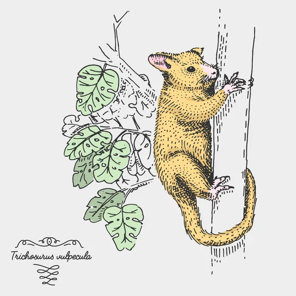 Brushtail Possum Trichosurus vulpecula gravada, ilustração vetorial desenhada à mão em estilo madeira raspadinha, espécies de desenho vintage . — Vetor de Stock