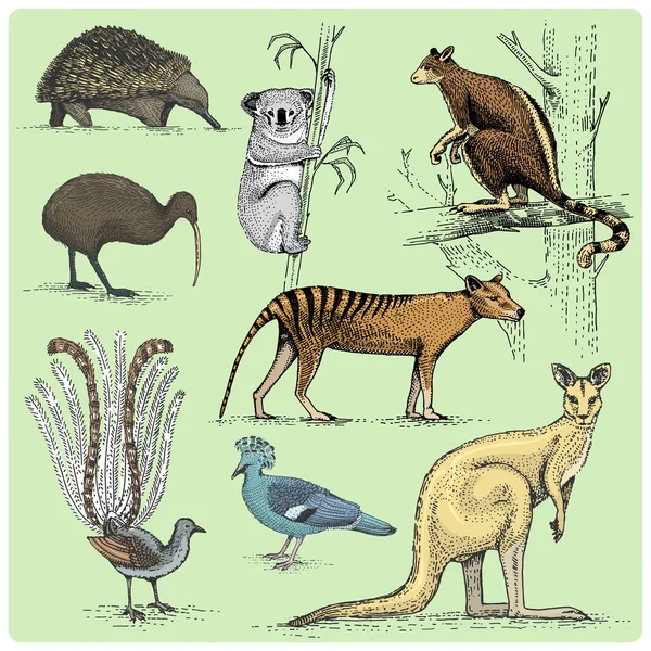 Set of australian animals engraved, hand drawn vector illustration in woodcut scratchboard style, vintage drawing species. Royalty Free Stock Illustrations