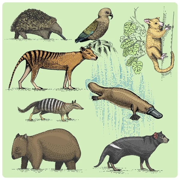 Set of australian animals engraved, hand drawn vector illustration in woodcut scratchboard style, vintage drawing species. Stock Illustration