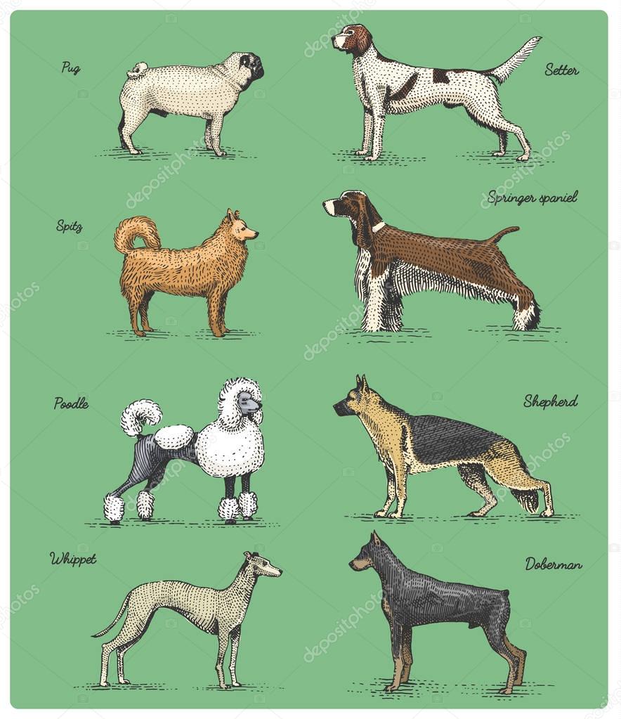 Dog breeds engraved, hand drawn vector illustration in woodcut scratchboard style, vintage drawing species. pug and setter, poodle with spitz, springer spaniel whippet hound, doberman, shepherd.