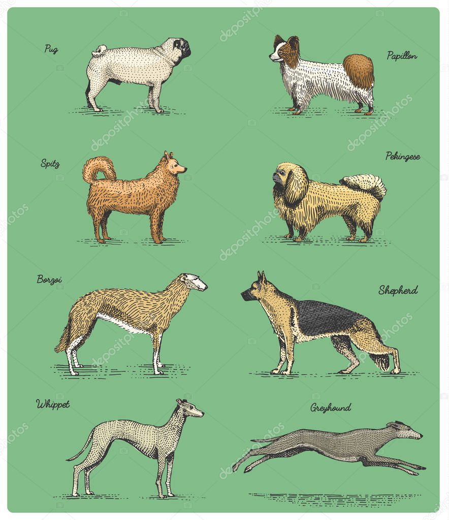 Dog breeds engraved, hand drawn vector illustration in woodcut scratchboard style, vintage drawing species. pug and spitz, papillon. pekingese. shepherd borzoi. whippet and greyhound