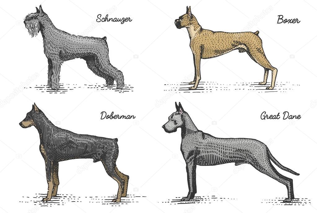 Dog breeds engraved, hand drawn vector illustration in woodcut scratchboard style, vintage drawing species. boxer, doberman, schnauzer and great dane
