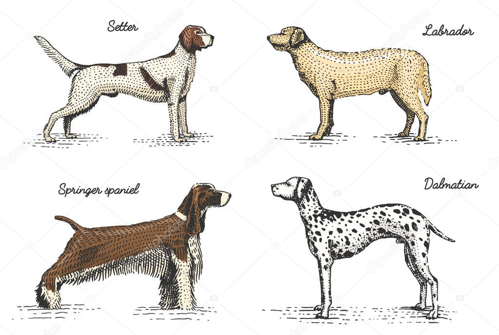 Dog breeds engraved, hand drawn vector illustration in woodcut scratchboard style, vintage drawing species. setter, springer spaniel and labrador. dalmatian