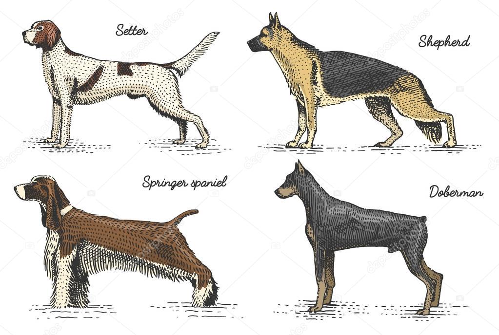 Dog breeds engraved, hand drawn vector illustration in woodcut scratchboard style, vintage drawing species. setter, springer spaniel, german shepherd, doberman
