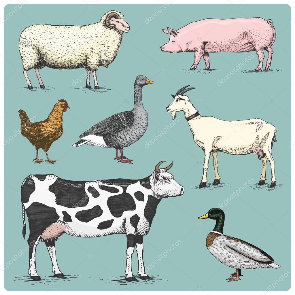 Domestic farm animals engraved, hand drawn vector illustration in woodcut scratchboard style, vintage drawing species. cow. chicken. goat, mallard and goose, pig and sheep