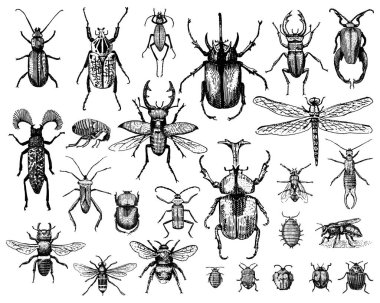 büyük böcekler kümesi böcekleri ve arılar vintage eski el çekilmiş stil oyulmuş illüstrasyon gravür birçok tür rahatsız ediyor