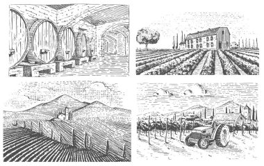 Vintage kazınmış, elle çizilmiş üzüm bağları manzara, tuskany alanlar, eski görünümlü scratchboard veya tatooo stil