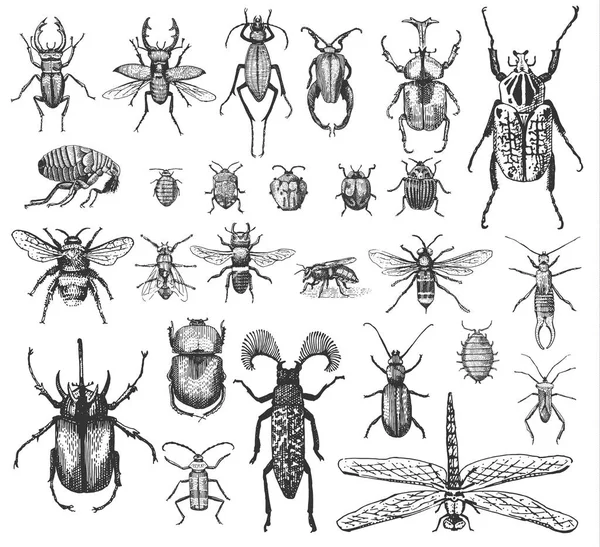 Grote reeks van insecten bugs kevers en bijen vele soorten in vintage old hand getekende stijl gegraveerde afbeelding houtsnede — Stockvector