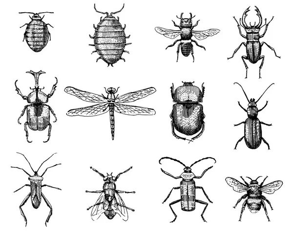 Grand ensemble d'insectes insectes insectes coléoptères et abeilles de nombreuses espèces en vintage vieux style dessiné à la main gravé illustration gravure sur bois — Image vectorielle