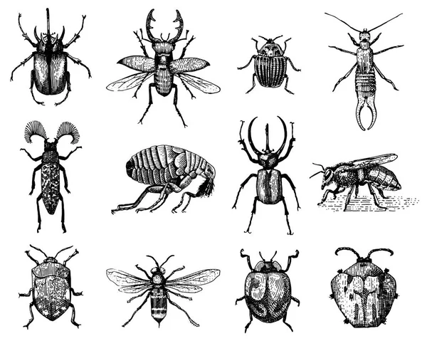 Gran conjunto de insectos insectos escarabajos y abejas muchas especies en estilo antiguo vintage dibujado a mano grabado ilustración xilografía — Vector de stock