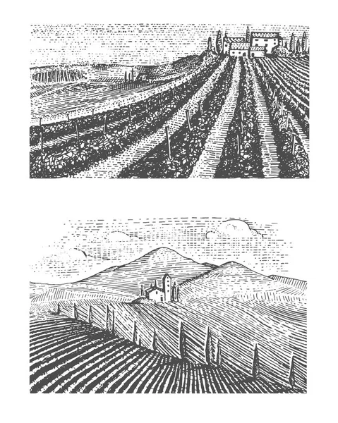 Vintage grabado, viñedos dibujados a mano paisaje, campos de colmillos, rascador de aspecto antiguo o estilo tatooo — Vector de stock
