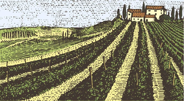 Винтажная гравировка, ландшафт виноградников ручной работы, поля Тосканы, старая глядя скретч-доска или стиль татуировки — стоковый вектор